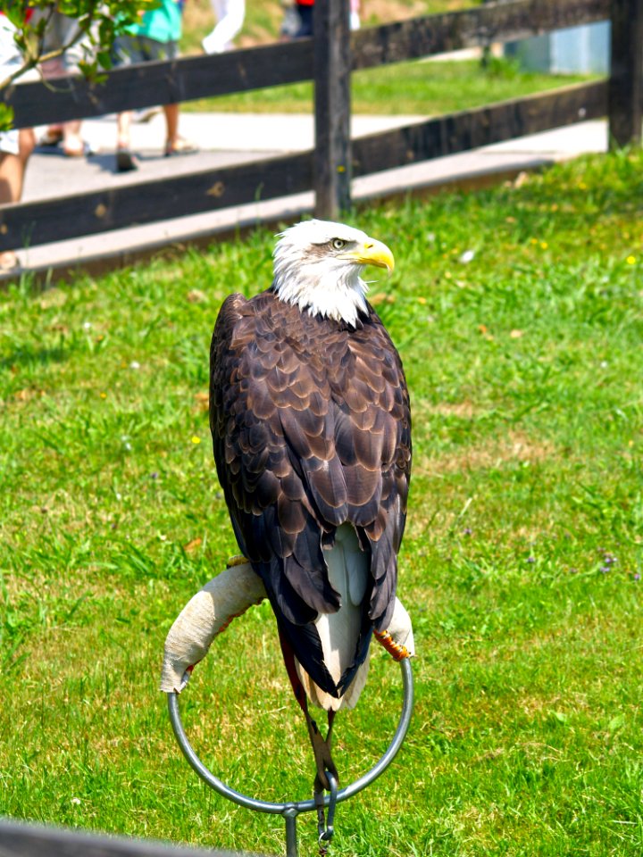 Bird Bird Of Prey Fauna Beak