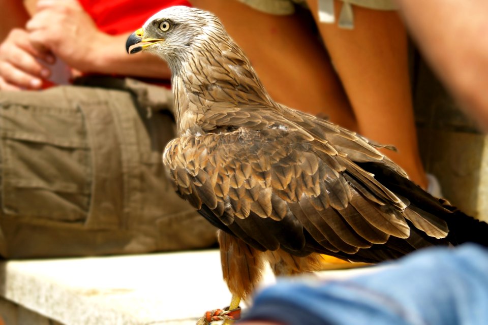 Fauna Bird Beak Bird Of Prey