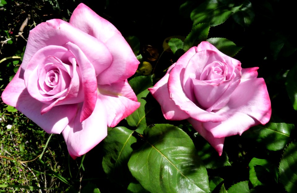 Rose Flower Rose Family Pink