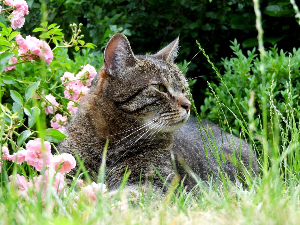 Cat Fauna Grass Small To Medium Sized Cats photo