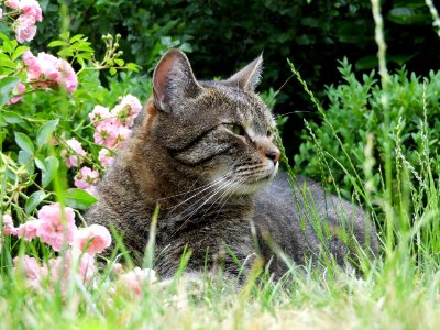 Cat Fauna Grass Small To Medium Sized Cats