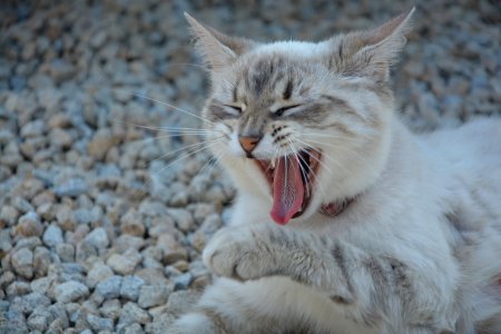 Cat Facial Expression Whiskers Yawn photo