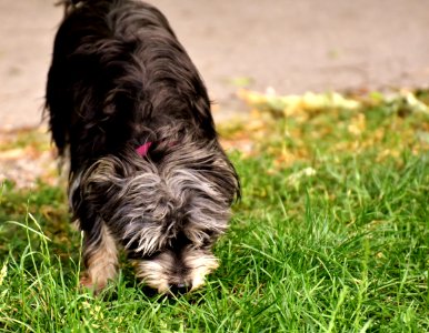 Dog Dog Breed Dog Like Mammal Grass