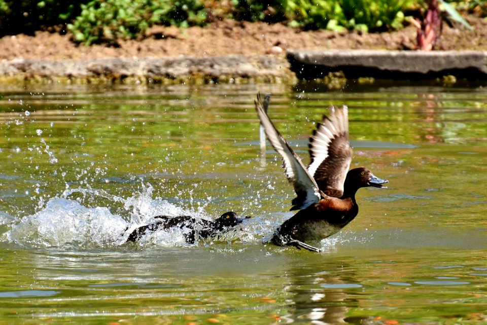Bird Water Fauna Water Bird