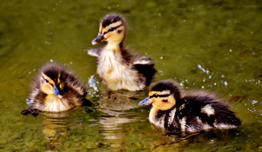 Duck Bird Water Bird Ducks Geese And Swans photo