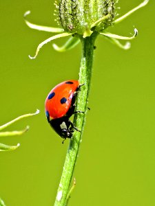 Insect Beetle Ladybird Macro Photography