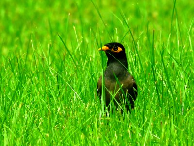 Bird Ecosystem Beak Grass photo