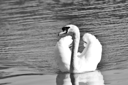 Black And White Bird Water Bird Water