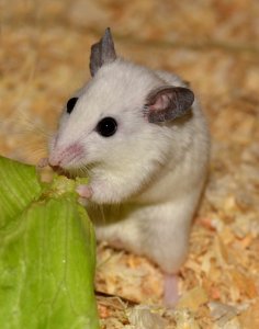 Fauna Hamster Mammal Muroidea