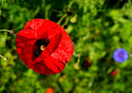 Flower Wildflower Poppy Coquelicot photo