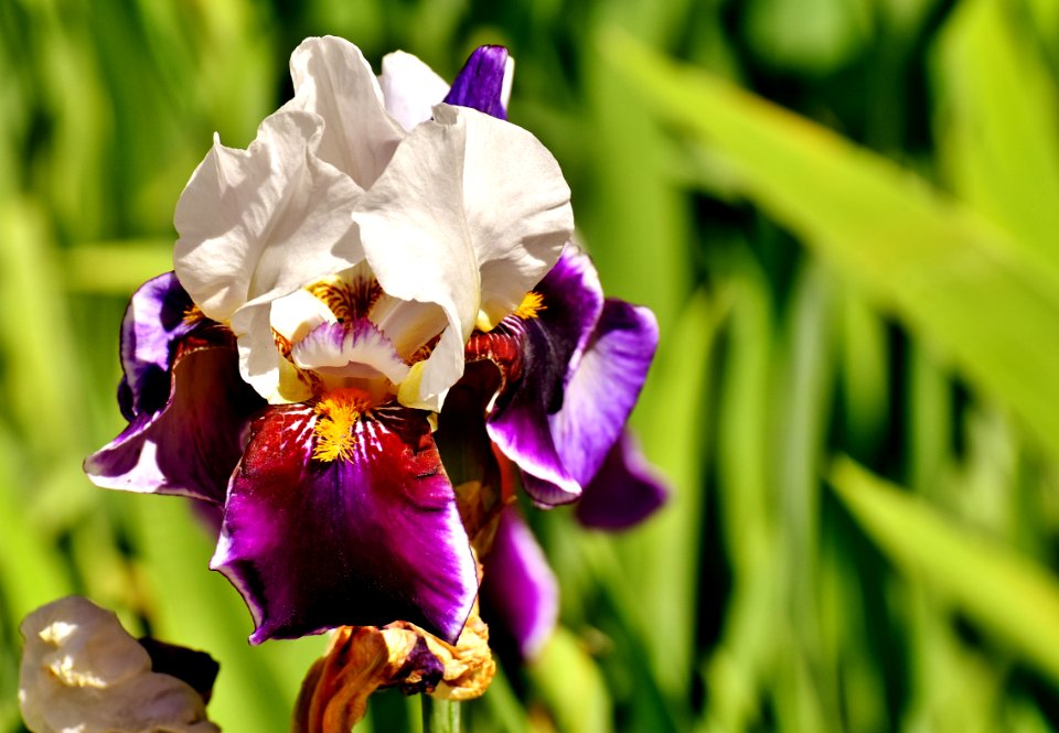 Flower Flowering Plant Plant Purple