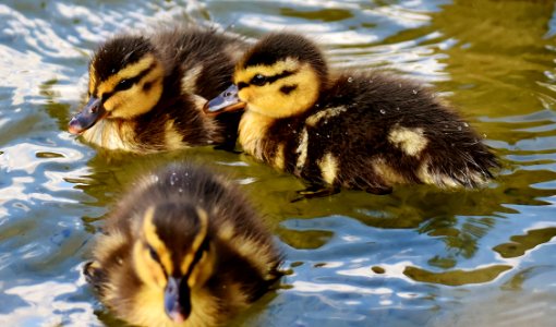 Duck Bird Ducks Geese And Swans Water Bird photo