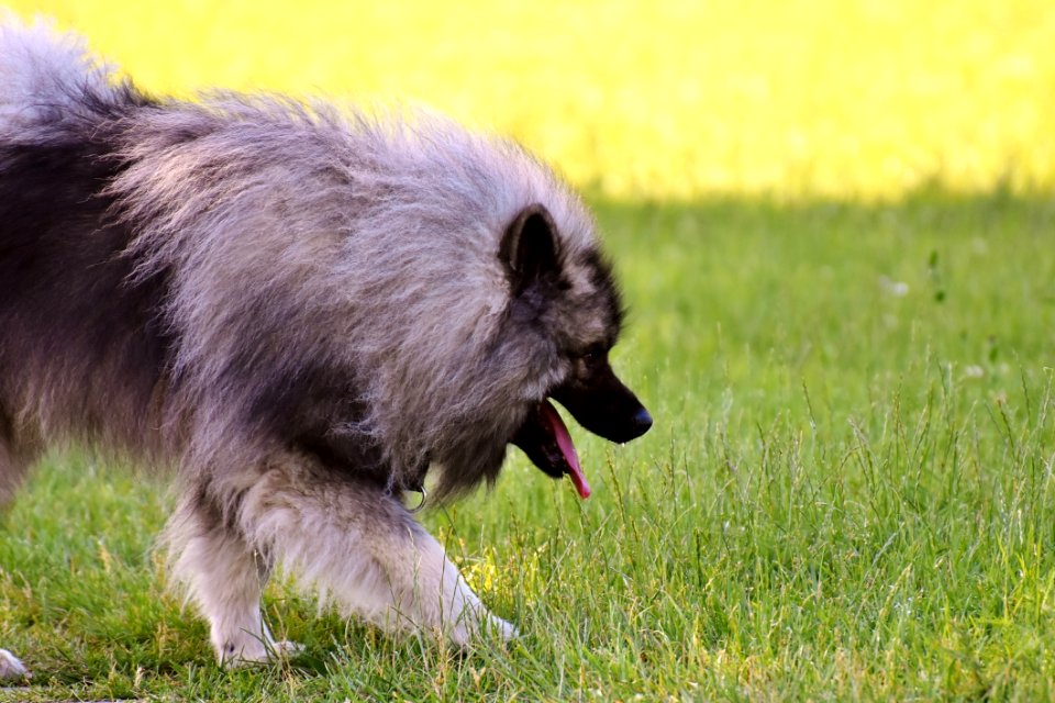 Dog Dog Like Mammal Dog Breed Dog Breed Group
