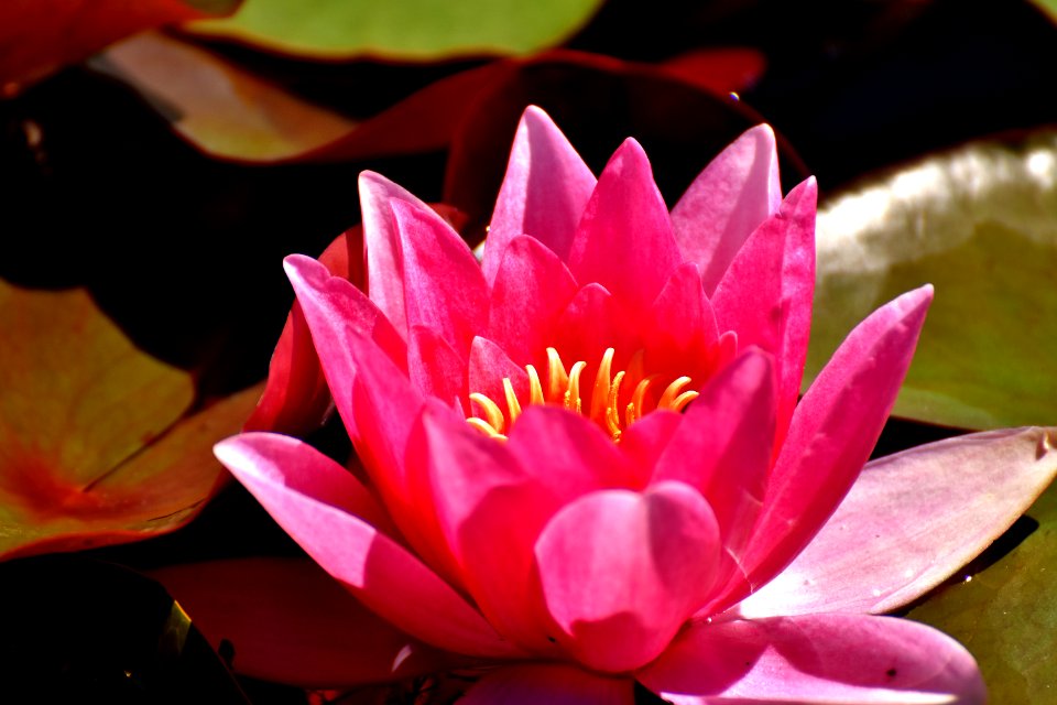 Flower Pink Flora Plant