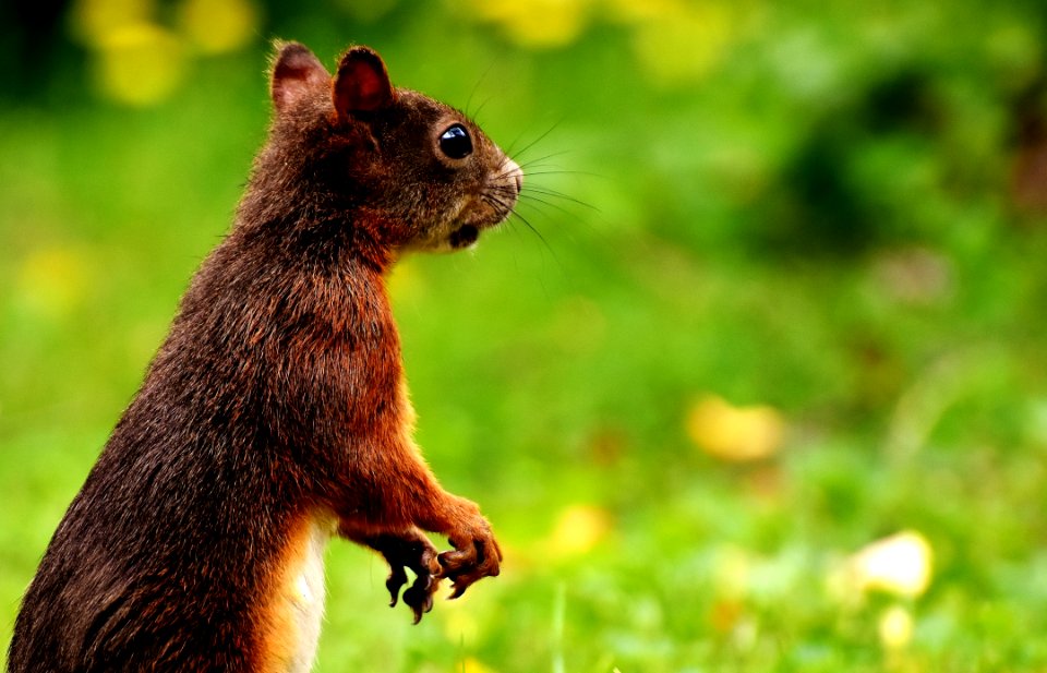 Squirrel Fauna Mammal Fox Squirrel