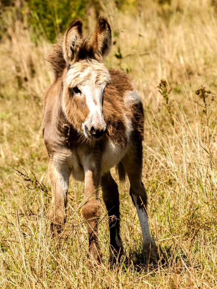Wildlife Donkey Fauna Horse Like Mammal