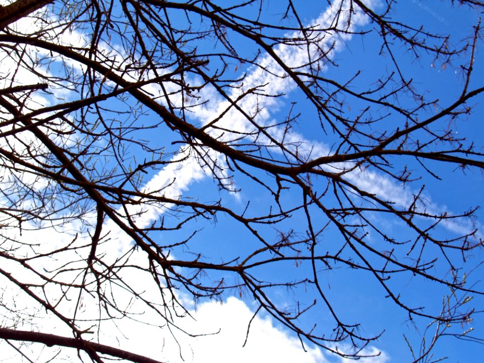 Branch Sky Tree Leaf