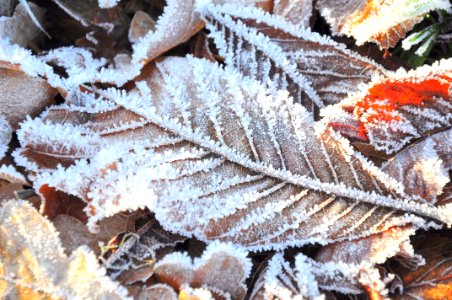 Frost Leaf Freezing Winter photo