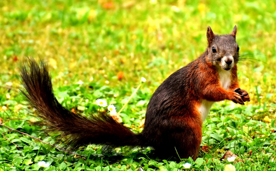 Squirrel Fauna Mammal Fox Squirrel