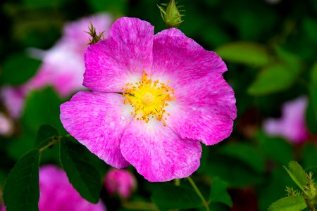 Flower Pink Rose Family Flora