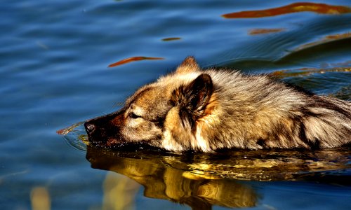 Water Wildlife Fauna Dog Like Mammal photo