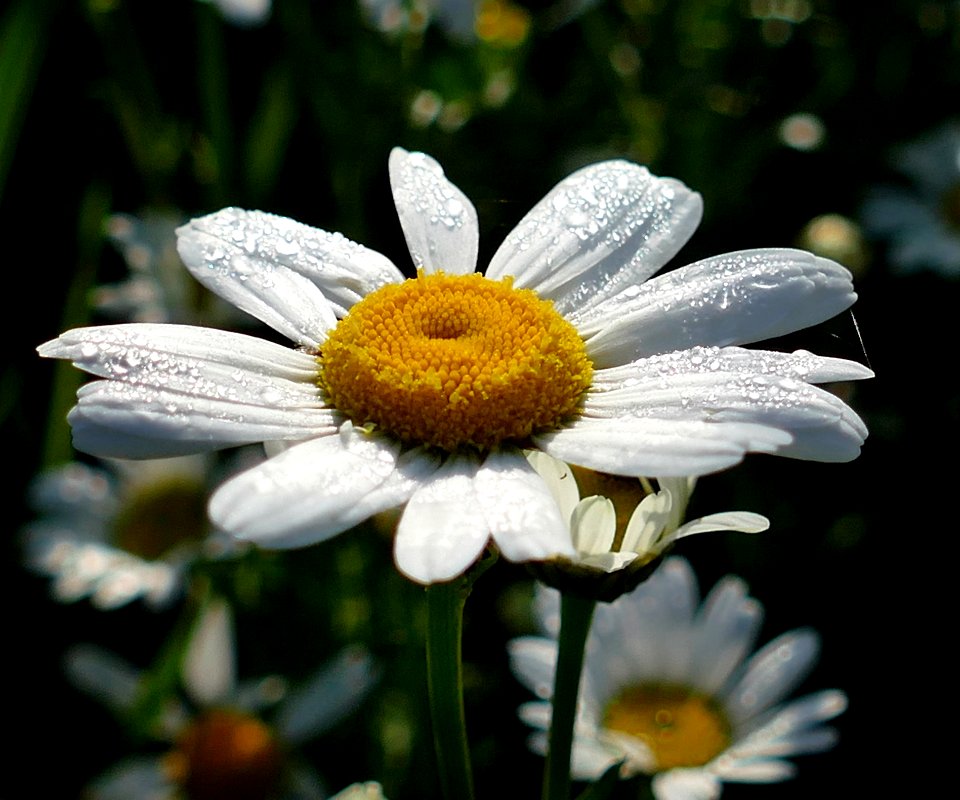 Flower Oxeye Daisy Flora Chamaemelum Nobile