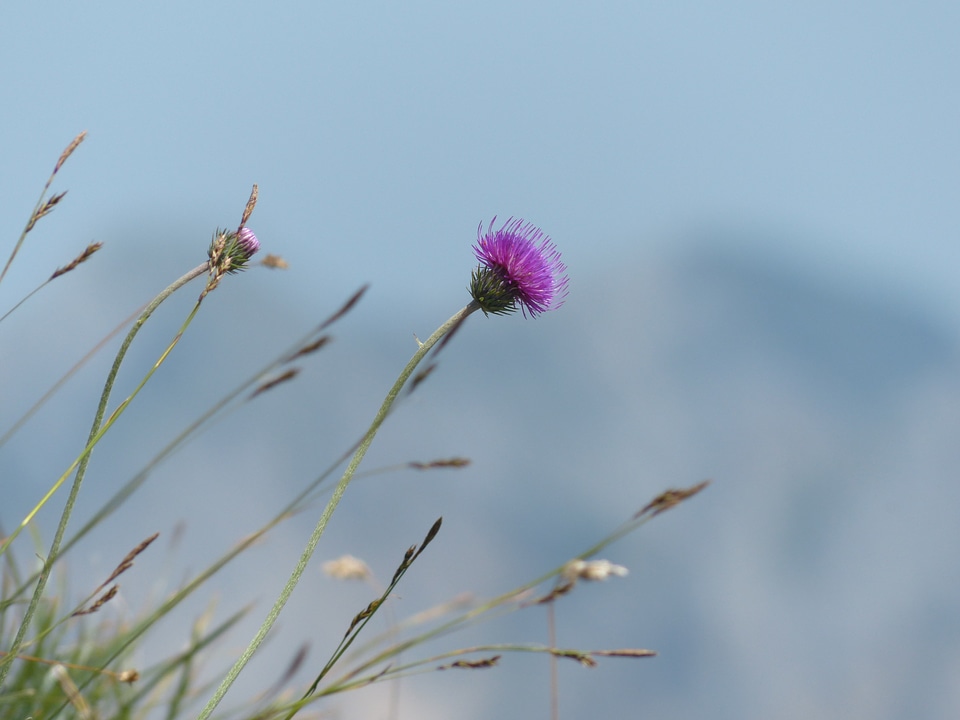 Bloom flower purple