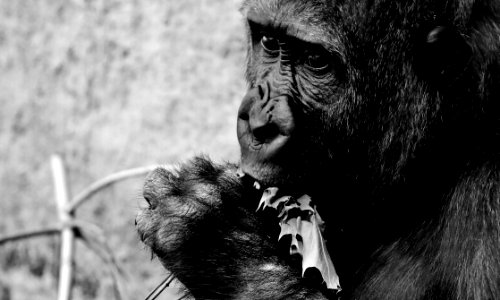 Black And White Mammal Great Ape Primate