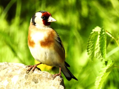Bird Fauna Beak Finch