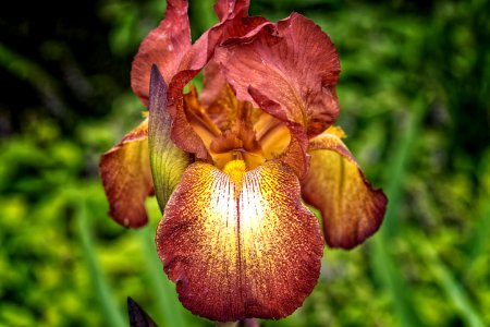 Flower Plant Flora Iris Family