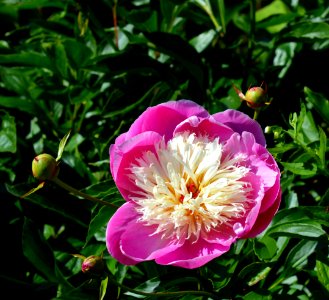 Flower Plant Peony Flowering Plant