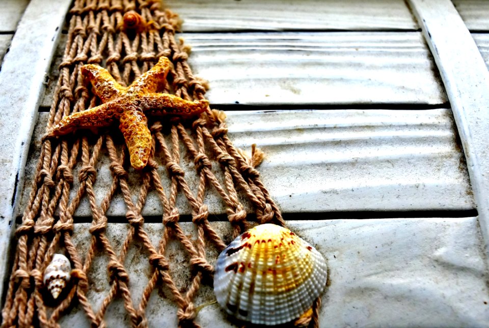 Seashell Invertebrate Cockle Animal Source Foods