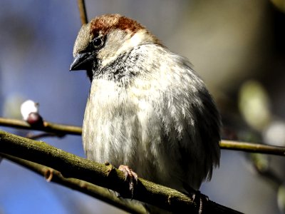 Bird Sparrow Beak Fauna photo