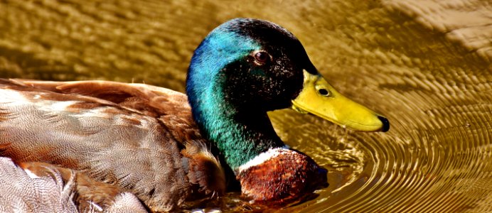 Duck Bird Beak Fauna