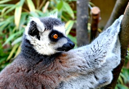 Fauna Lemur Primate Terrestrial Animal