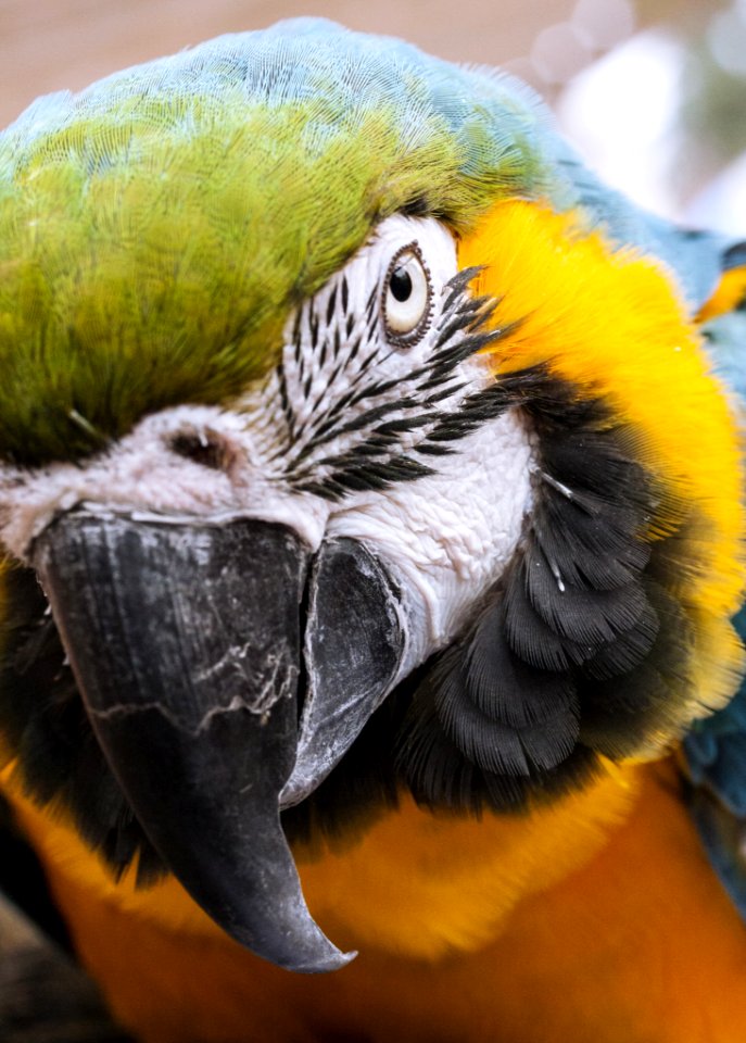 Beak Bird Macaw Parrot photo