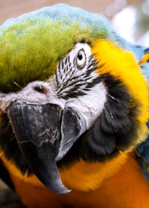 Beak Bird Macaw Parrot