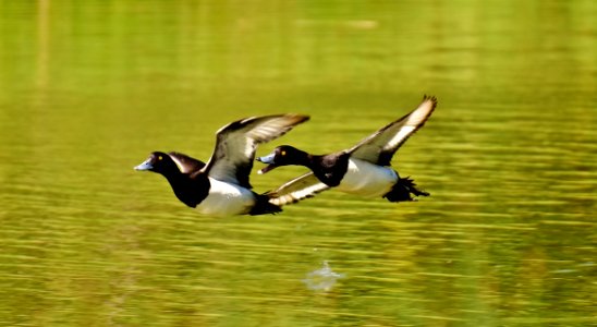 Bird Duck Fauna Water Bird
