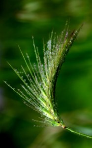 Vegetation Water Grass Grass Family