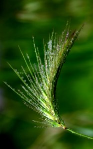 Vegetation Water Grass Grass Family photo