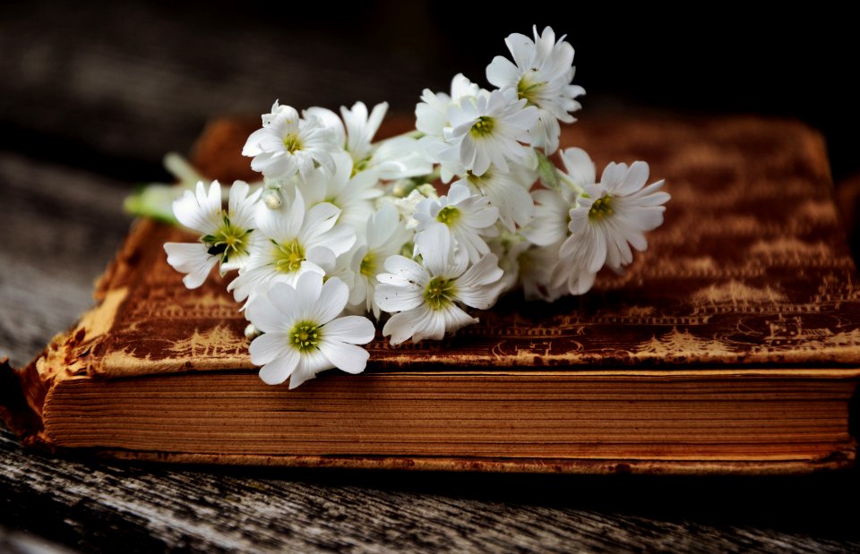 Flower Flora Spring Blossom