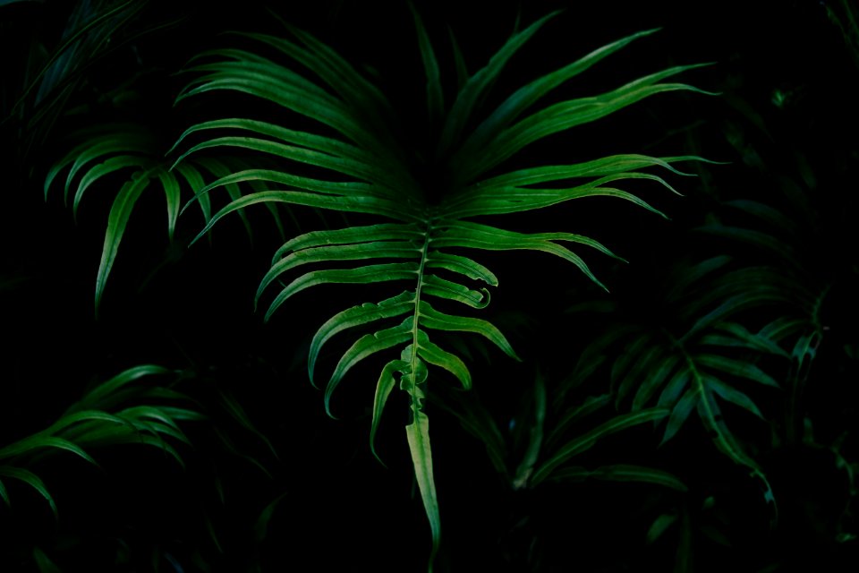 Green Vegetation Leaf Plant