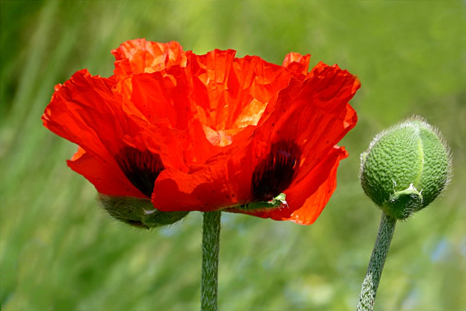 Flower Wildflower Poppy Coquelicot - Free Stock Photos | Creazilla