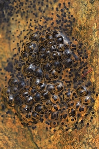 Amphibian egg animal