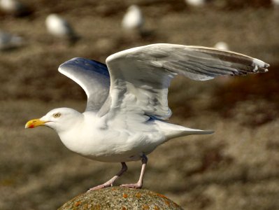 Bird Gull European Herring Gull Seabird photo