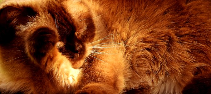 Whiskers Fur Cat Fauna