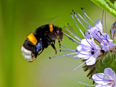 Bumblebee Insect Bee Honey Bee photo