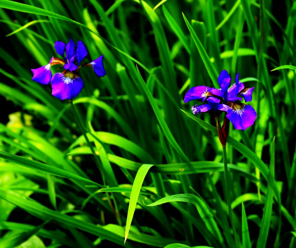 Flower Plant Flora Iris