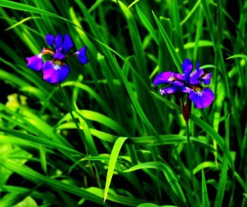 Flower Plant Flora Iris photo