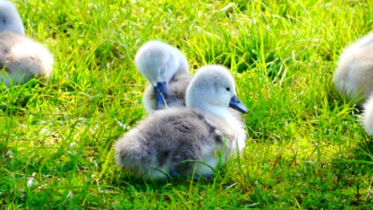 Bird Water Bird Fauna Grass